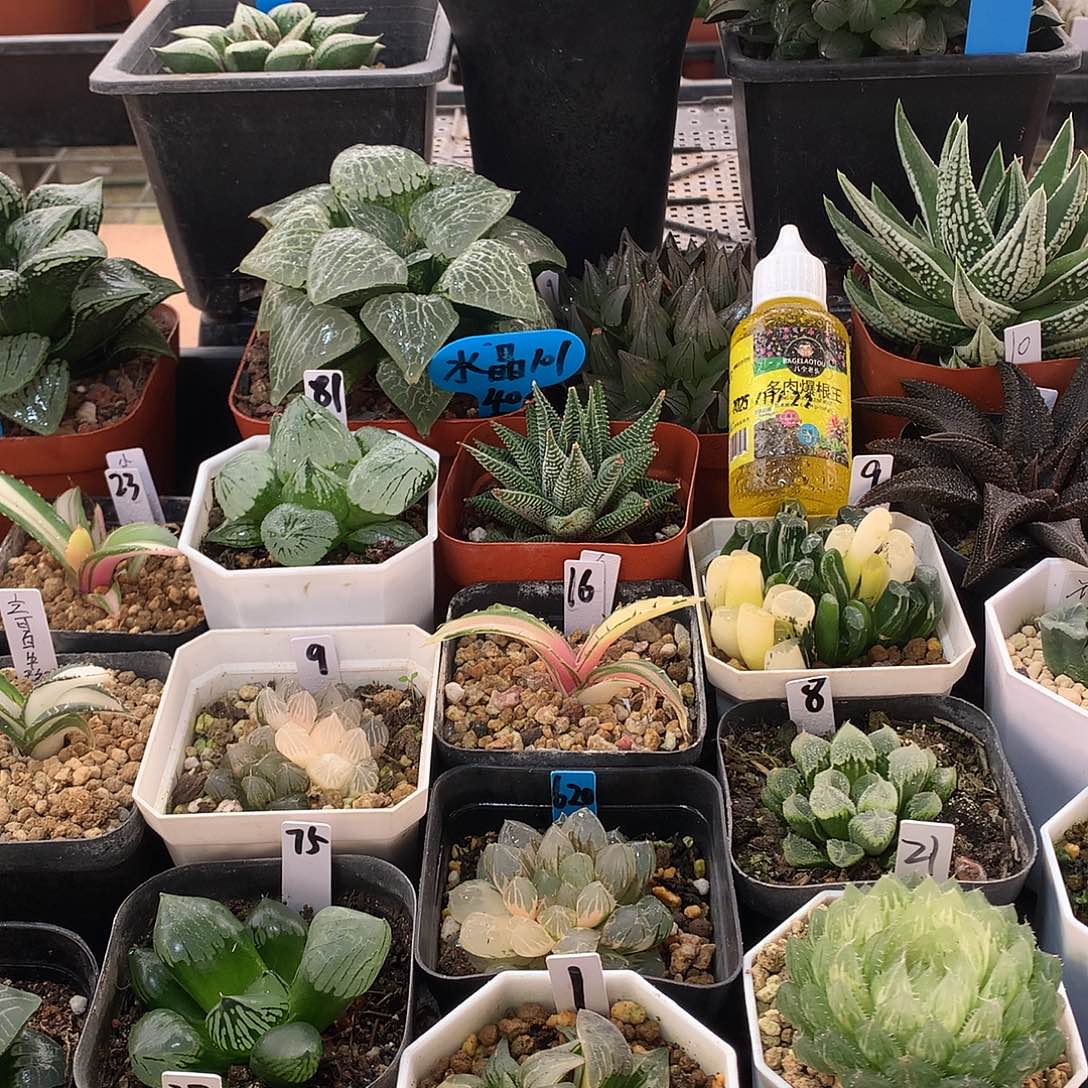 十二卷直播拍带盆土