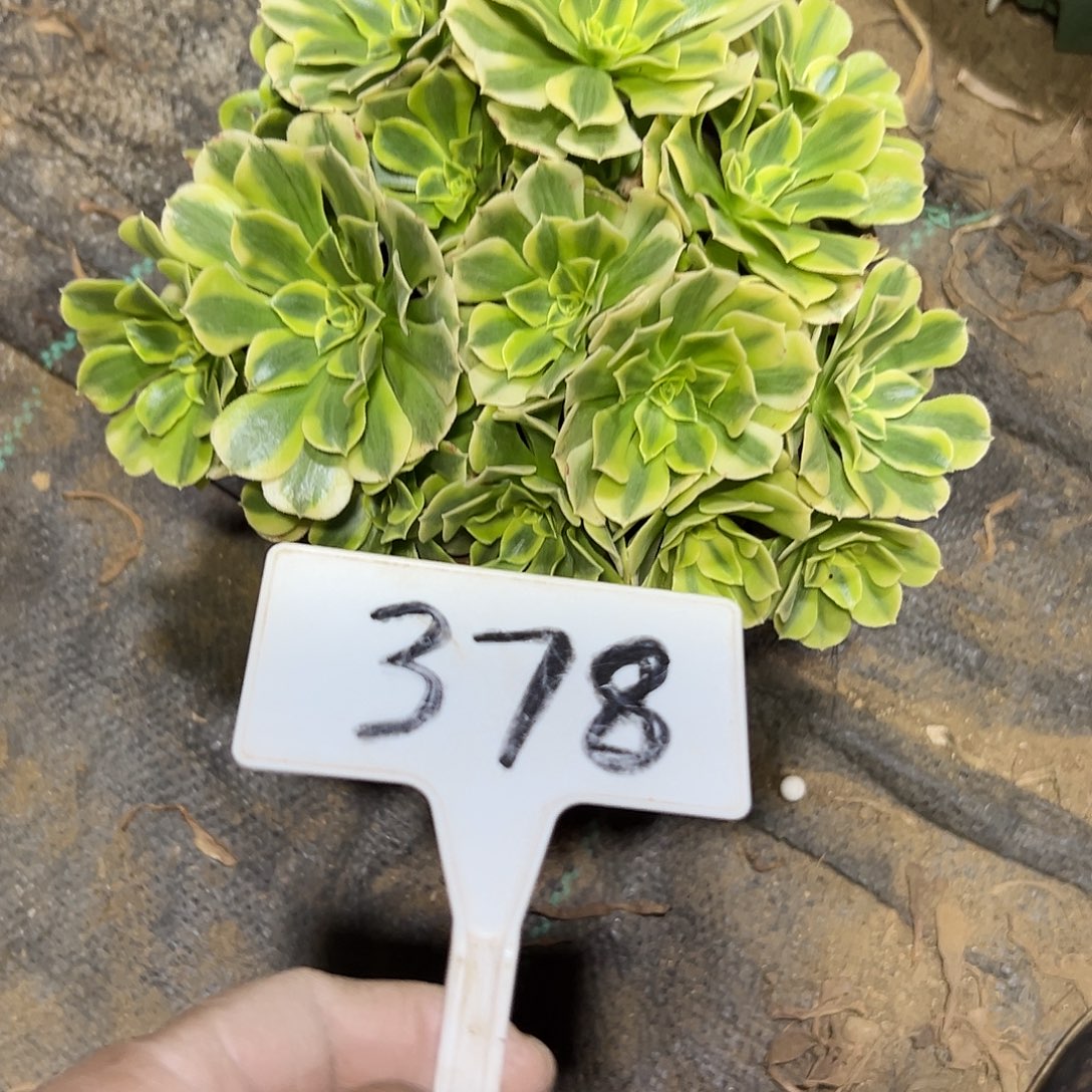 多肉植物绿豆沙法师378