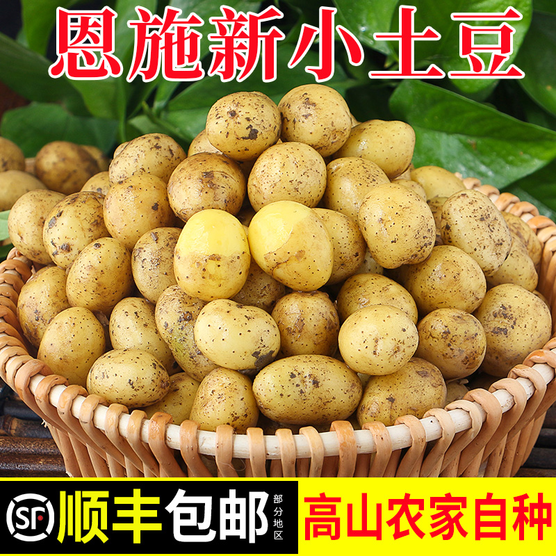 正宗恩施小土豆新鲜洋芋迷你黄心士豆皮薄好吃美味马铃薯农家种植