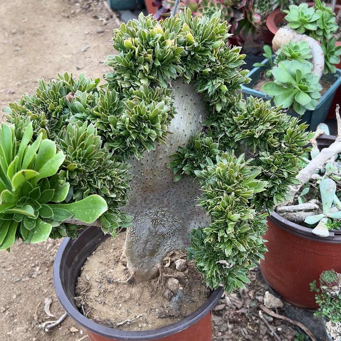 多肉植物多肉植物