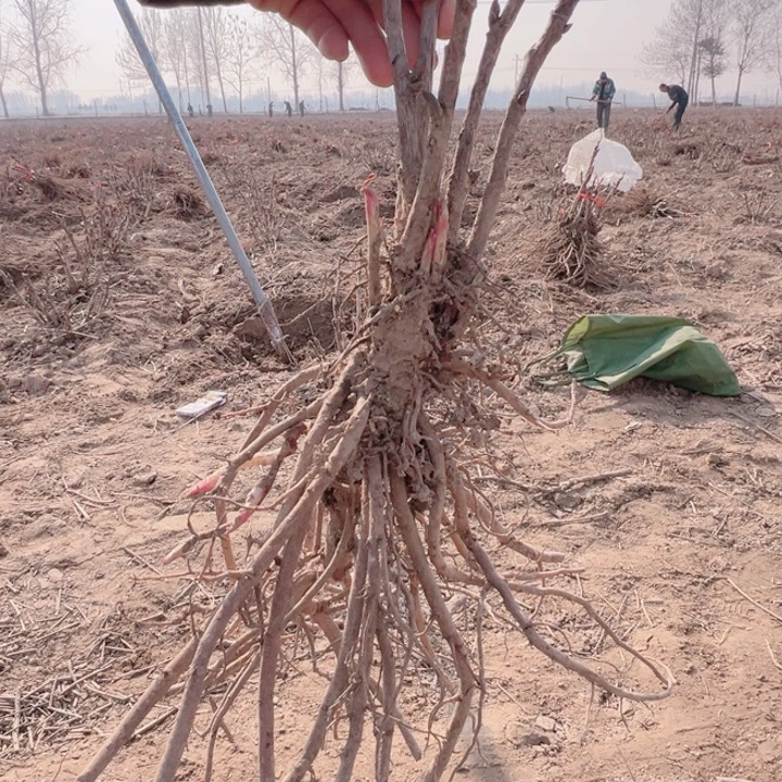 当前无花栽培后可以开花方纪