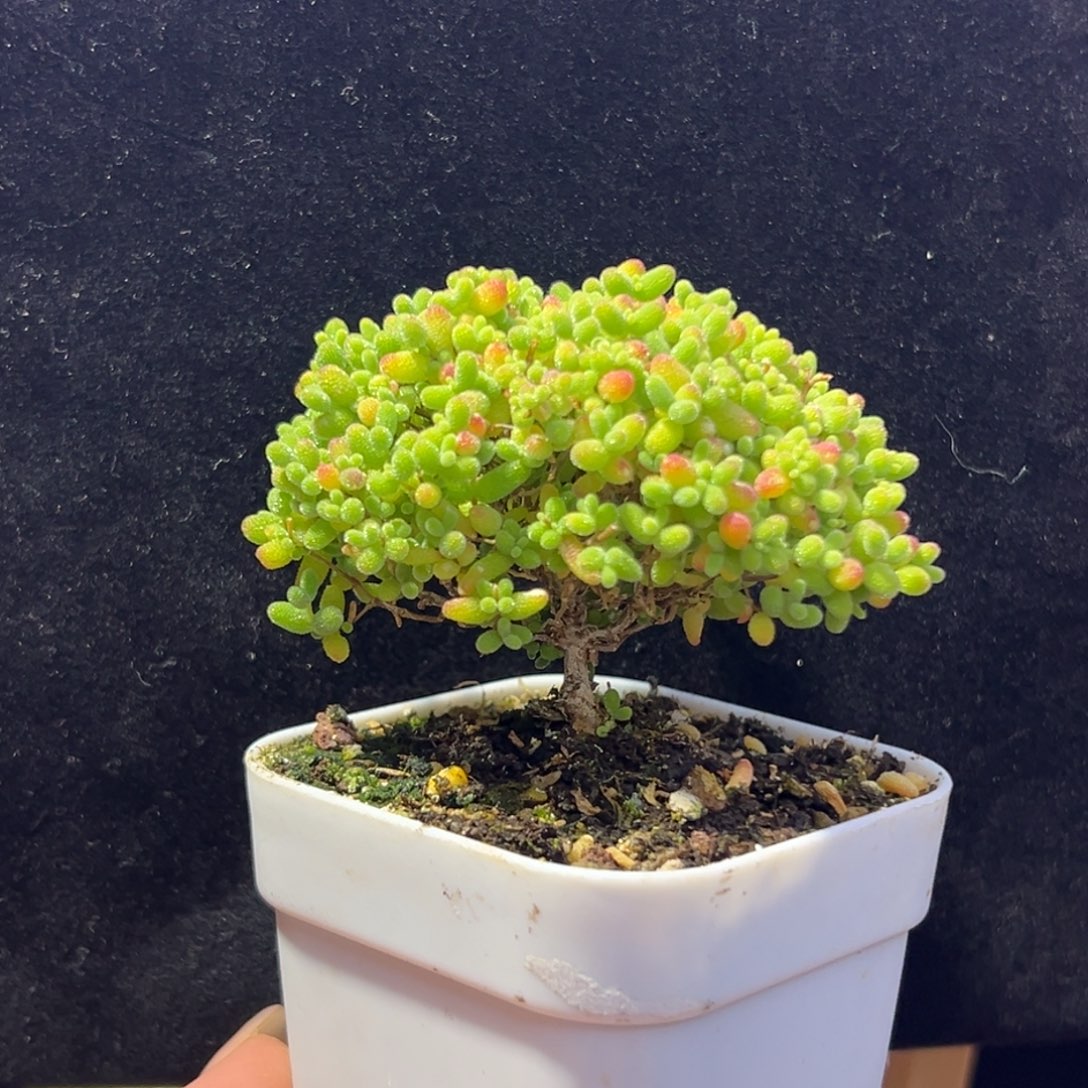 dy051精控蜜橘直杆大树冠幅6.5cm