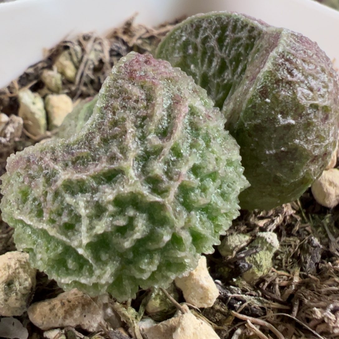 实生新品多肉植物水泡多肉植物