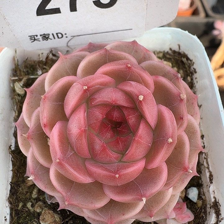 杂交多肉植物275