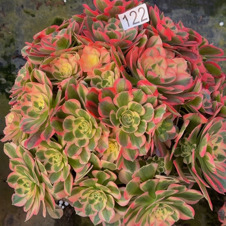 *****0000000122女郎多肉植物