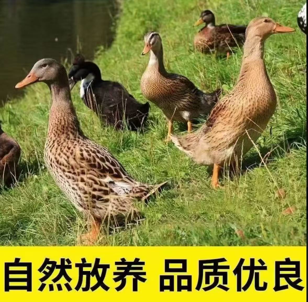 【顺丰京东包邮】(精选5只) 农家散养鸭子 新鲜 无掌翅无内脏