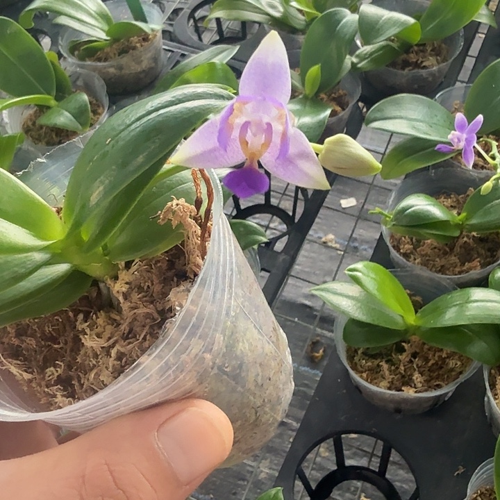 当前无花朵，栽培后可花朵无名紫花三角变异
