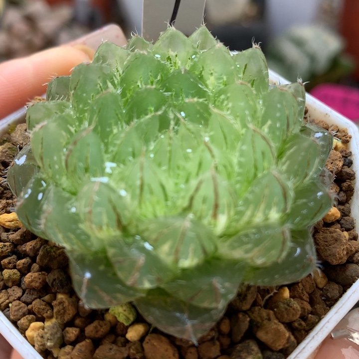 翠云玉露锦带盆土发货