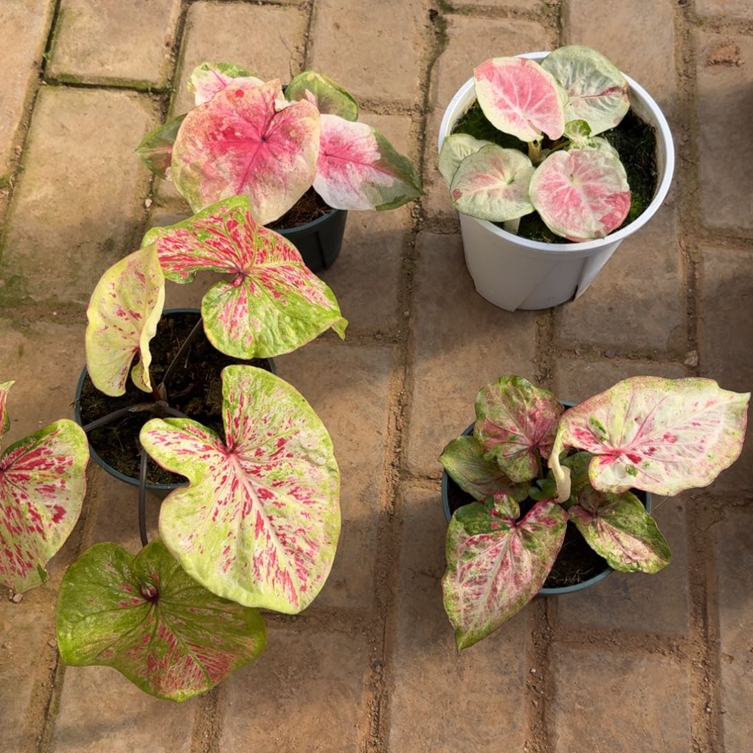 又***夕四个打包带走11-27