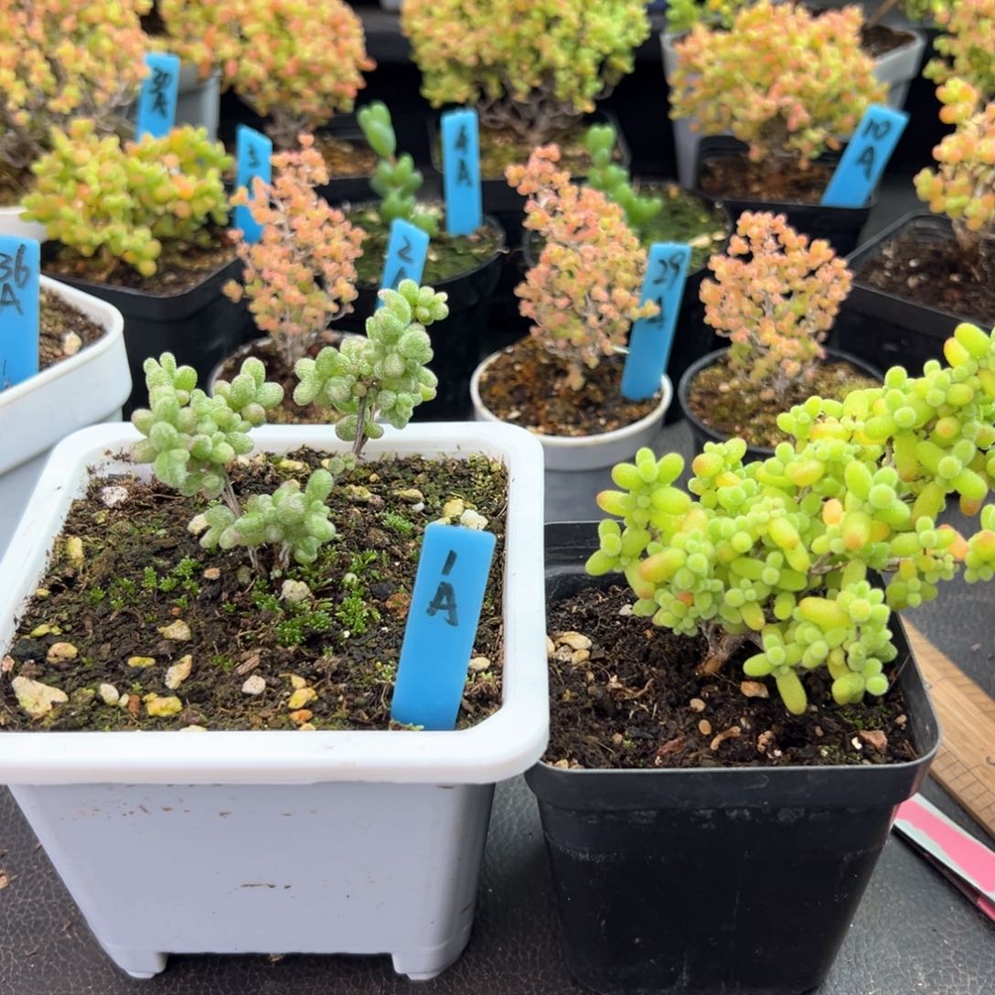 福利款白虎斑锦金桔1号