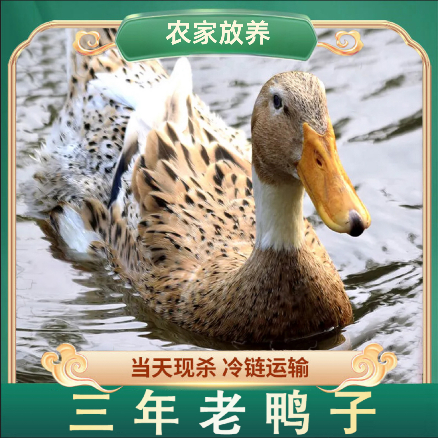 【中秋佳节】农家放养土鸭3年老鸭子 单只净重5-6斤