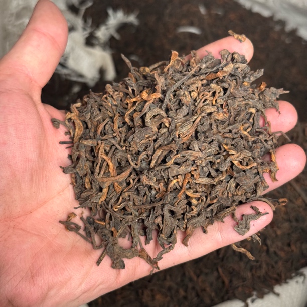 1998年勐海陈香大金芽熟茶 茶味浓陈香顺滑耐泡甜润广东仓 散茶