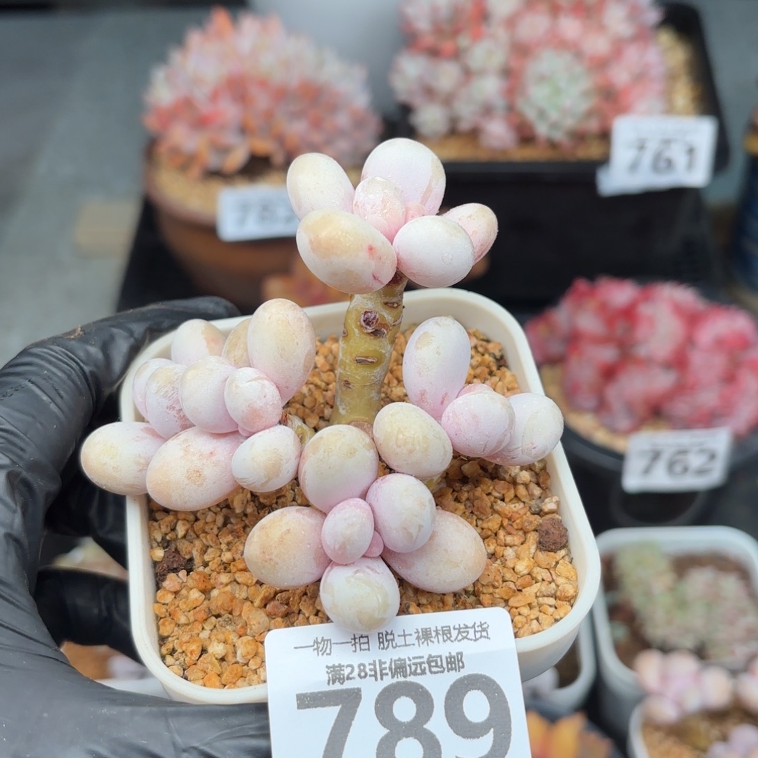 奶酪多肉无盆土发货