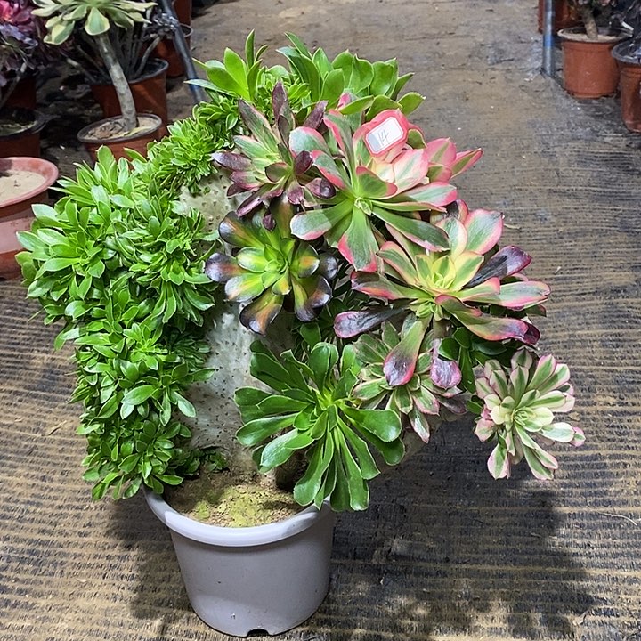 14，嫁接绿法缀1346678899990