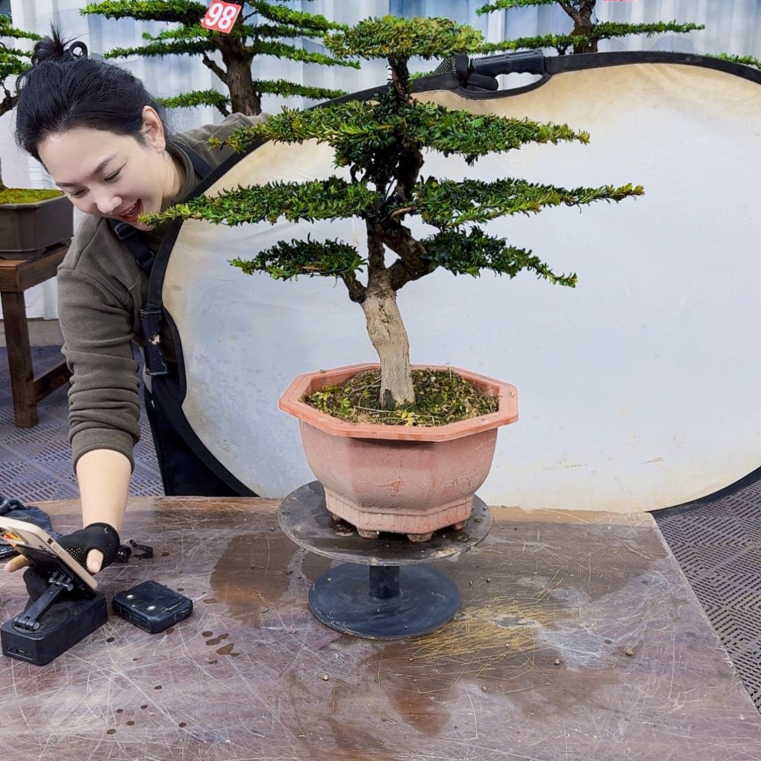 无花朵罗汉松888888888