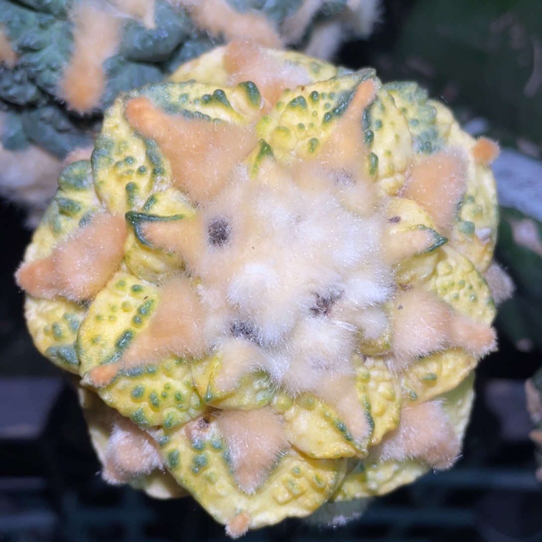 金毛龟甲牡丹锦 仙人球