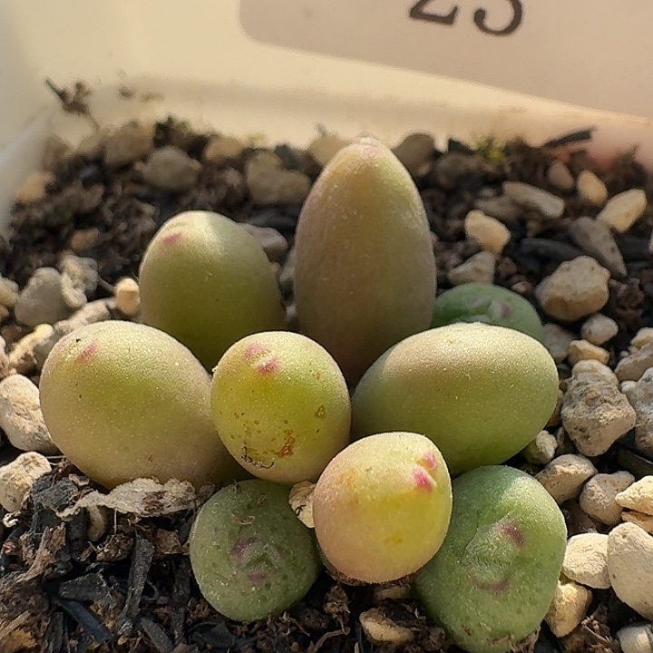 23 小红嘴杂交。            