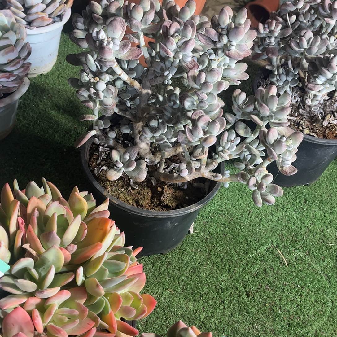 欣***荣福娘多肉植物保护专业