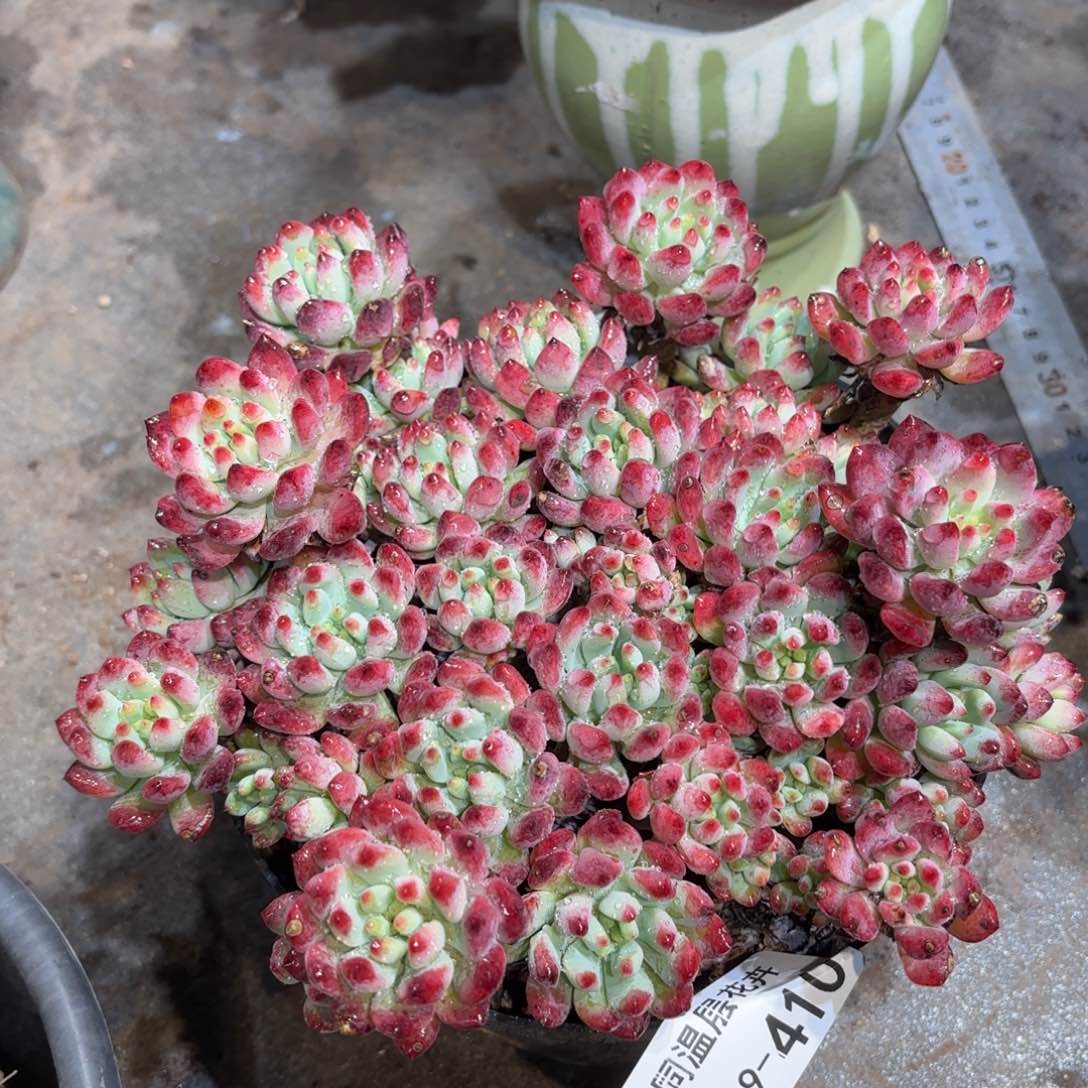 同温层多多肉蓝苹果410