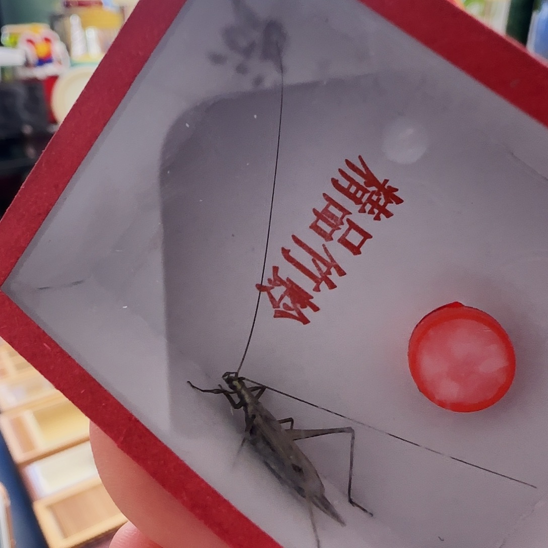 阿***兴紫竹1只66666666666