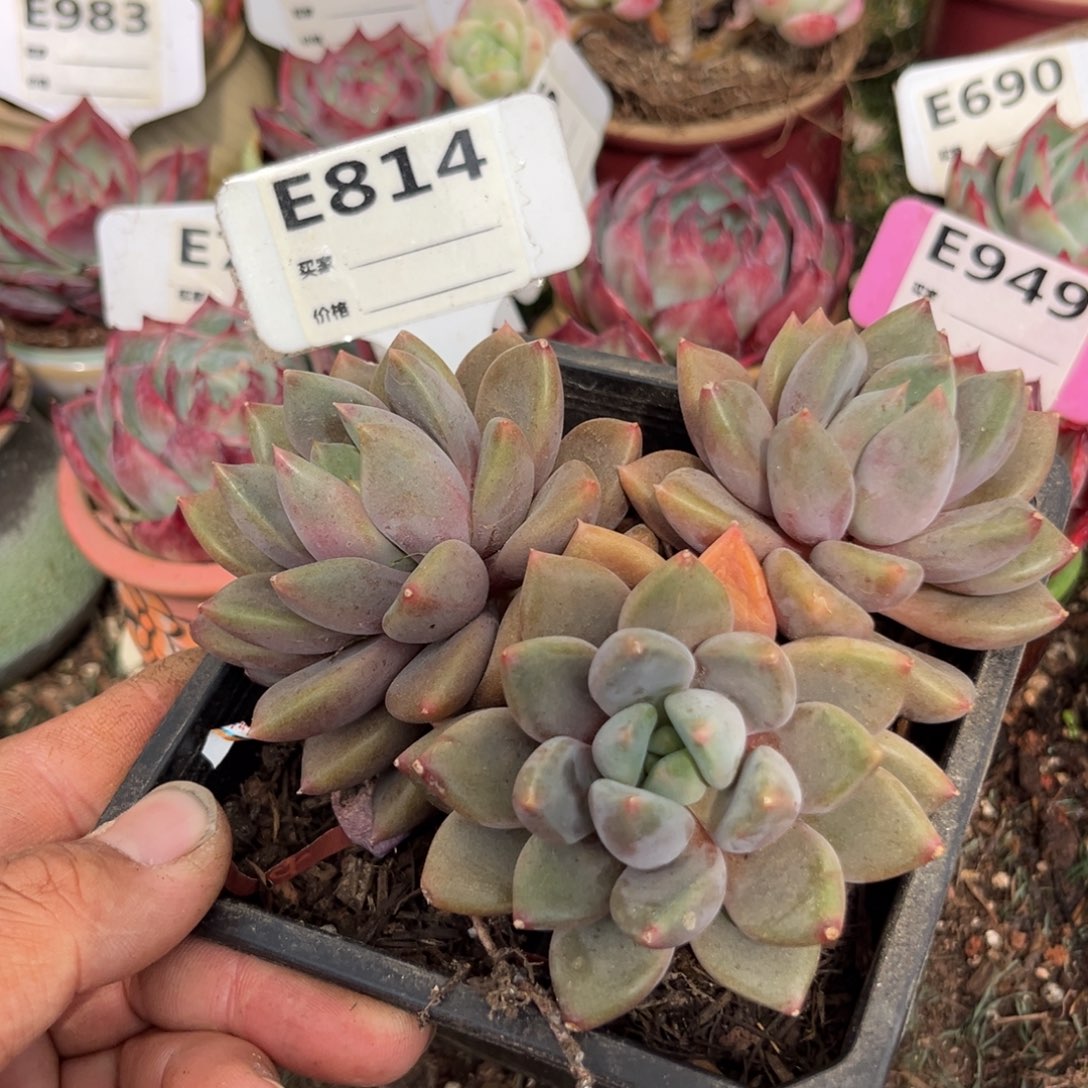 红象牙多肉植物814余