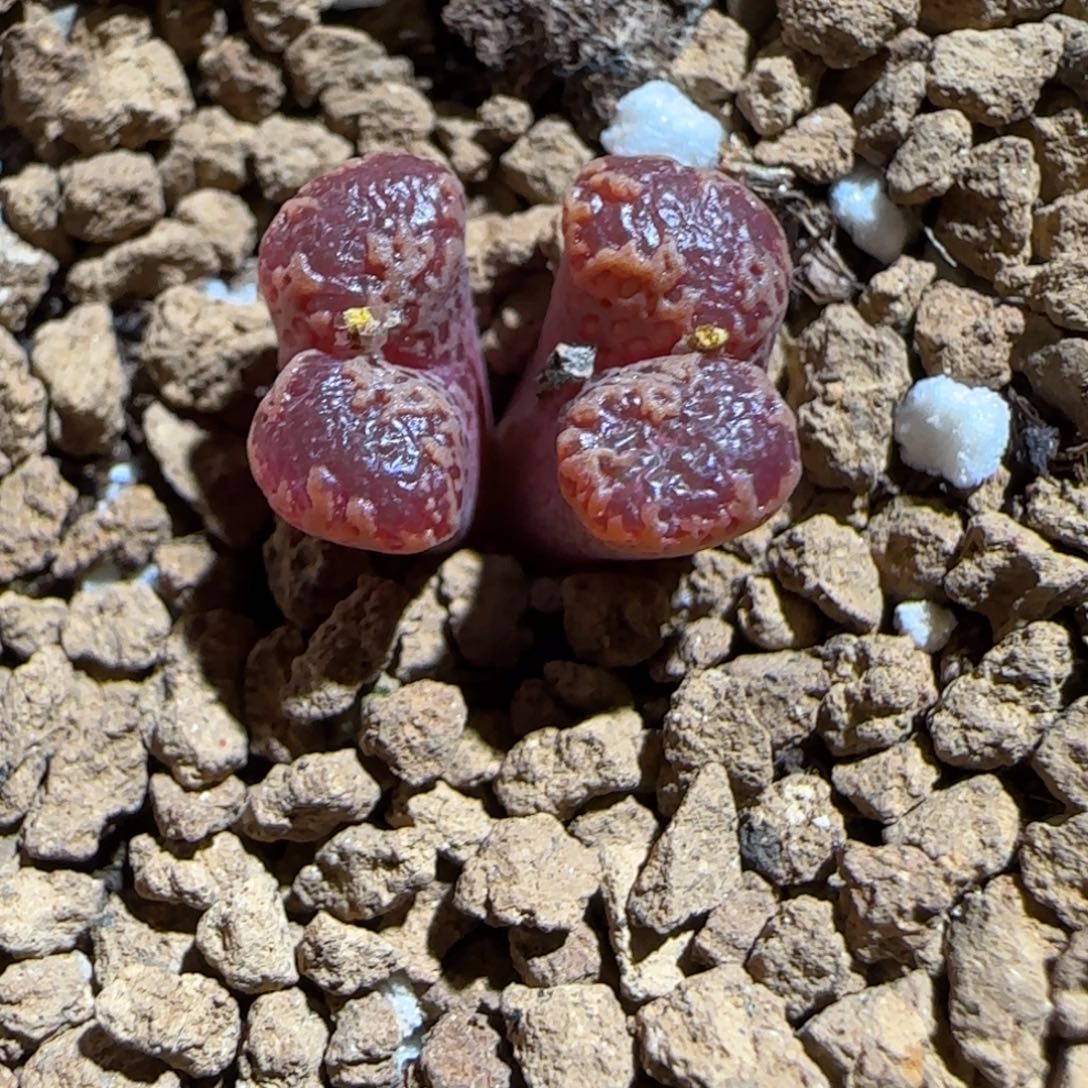 肉锥多肉植物组合-勋章1169