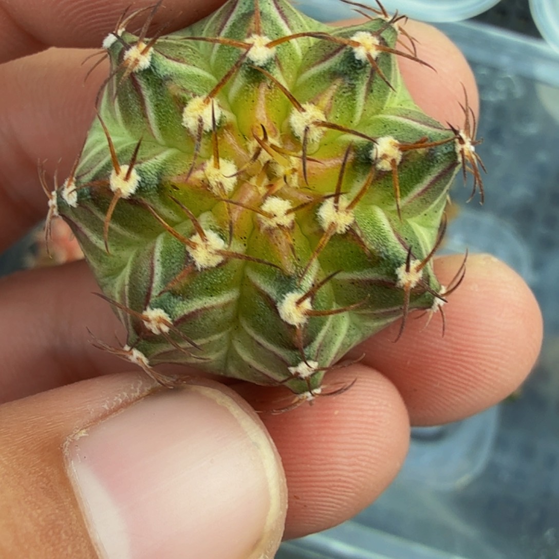 当前无花朵，栽培后可花朵