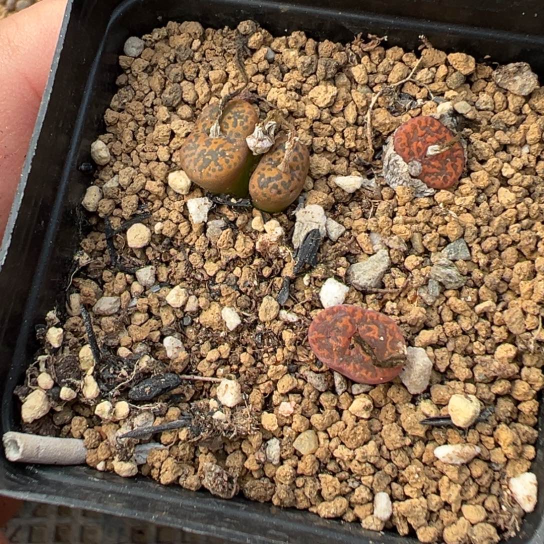 13-68肉锥多肉植物