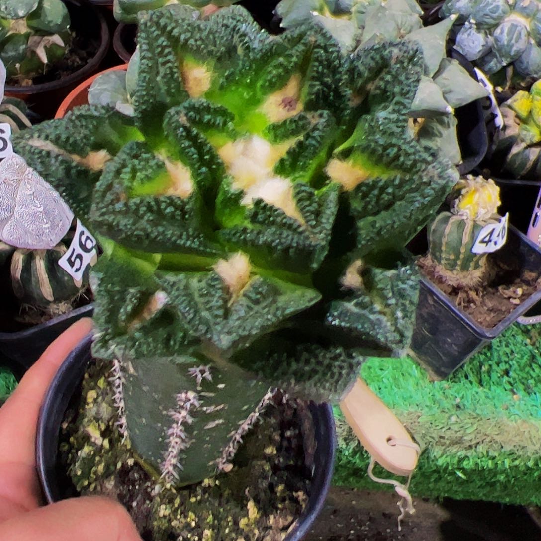 无花朵辛顿牡丹875