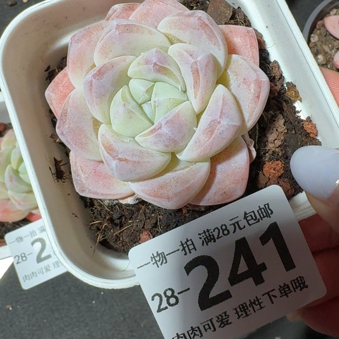 冰玉无盆土发货无