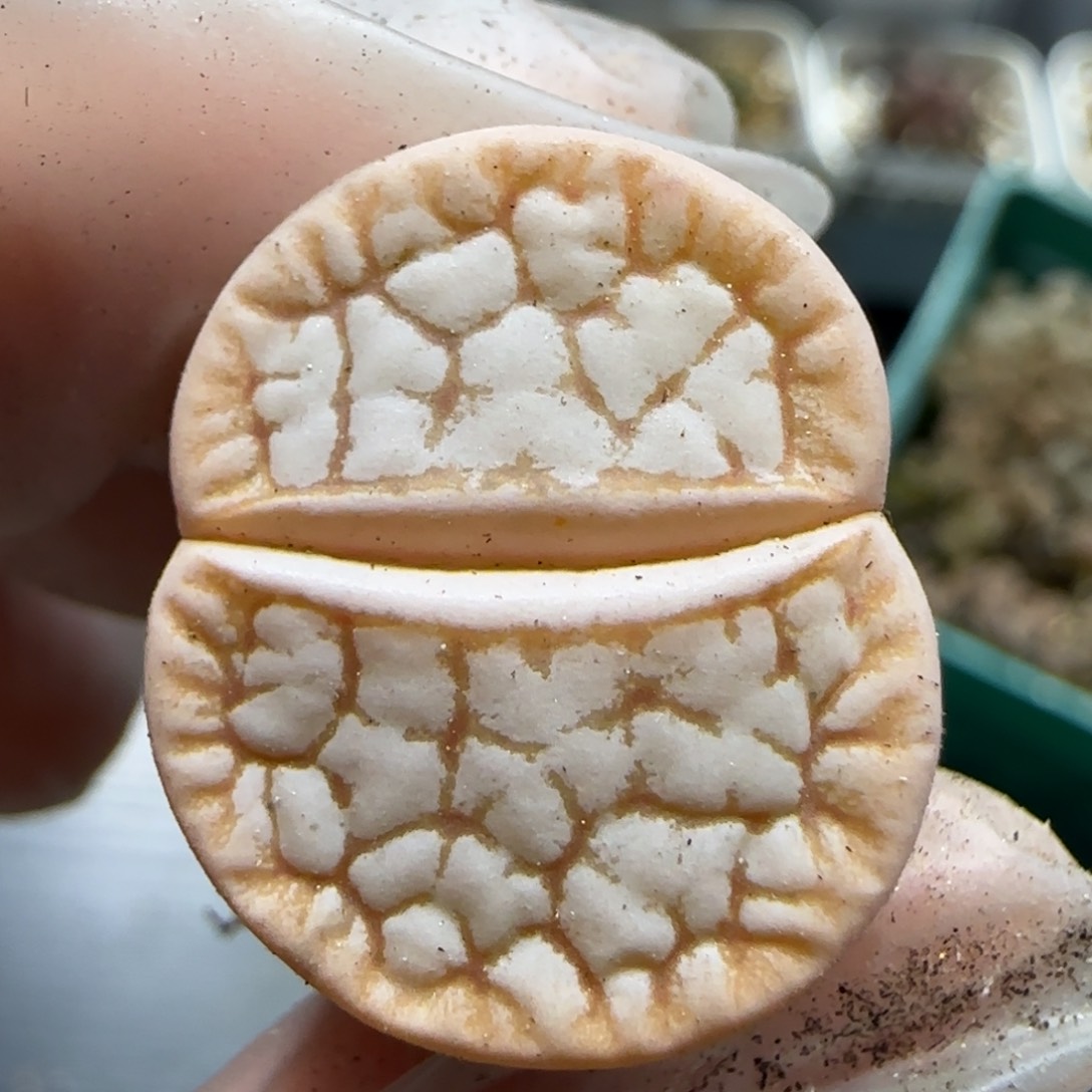 1.16 捡漏 浪汗6035