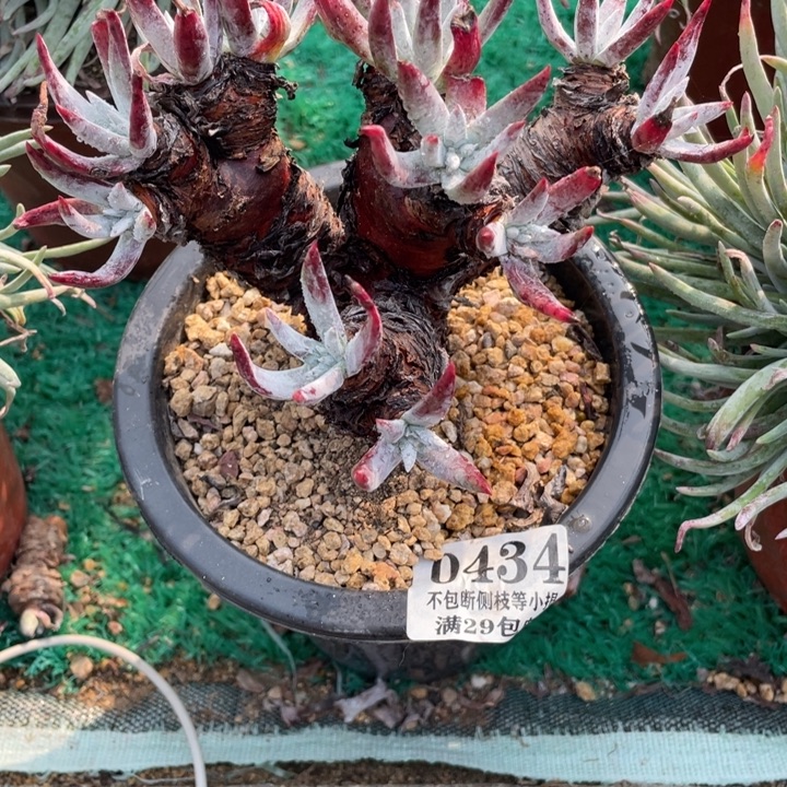 434号海瑟拇指多肉植物