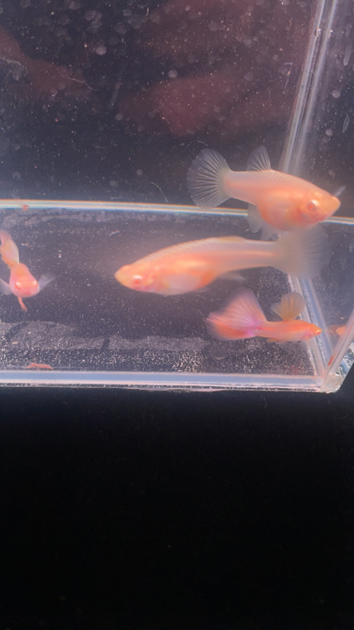 金粉种鱼1对货到录开箱视频包损，入缸无售后