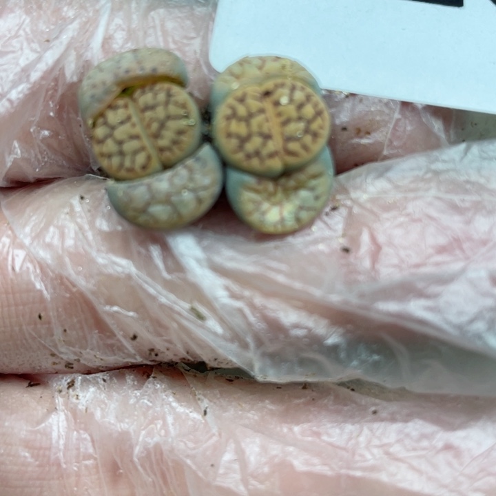 220线招福两颗l l l