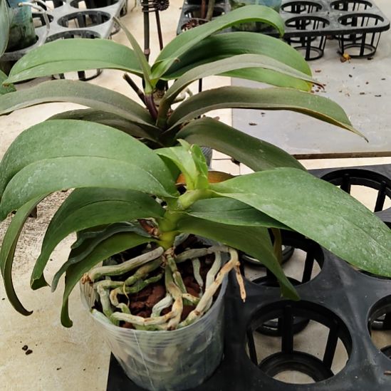 完全开放战损组盆