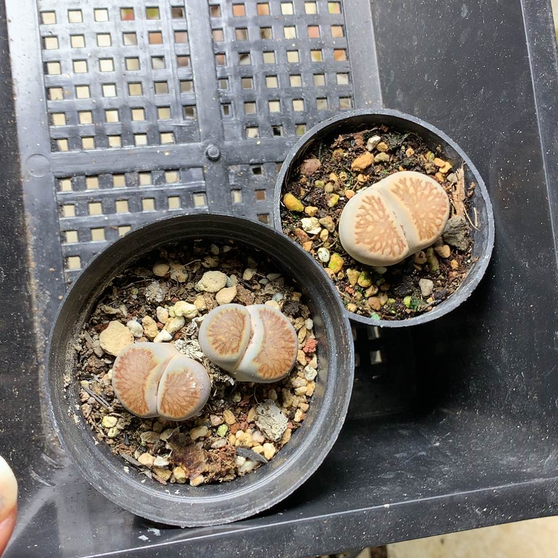 风****密E51多肉植物保护