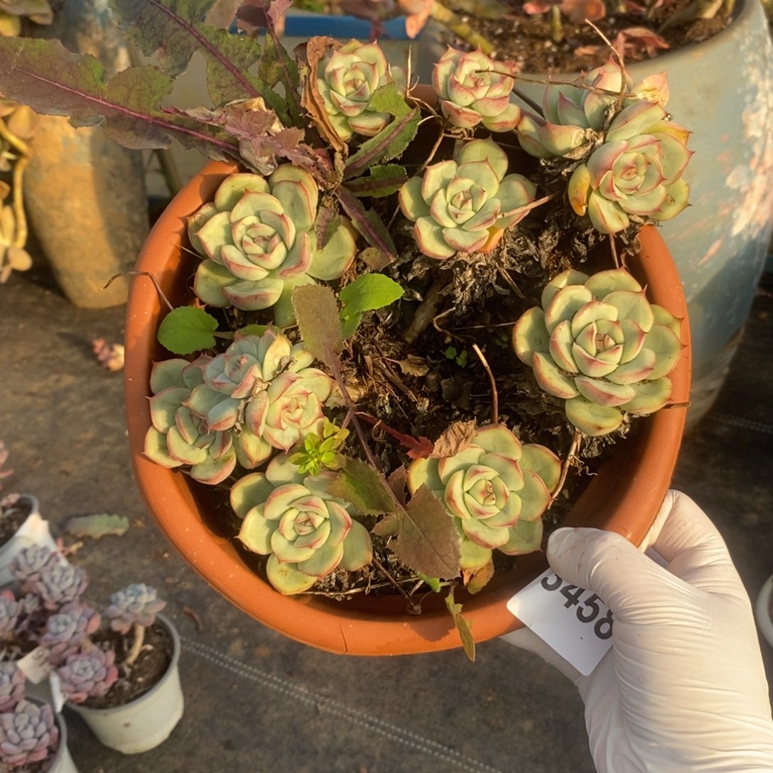 姜***️3458不知名一物一拍