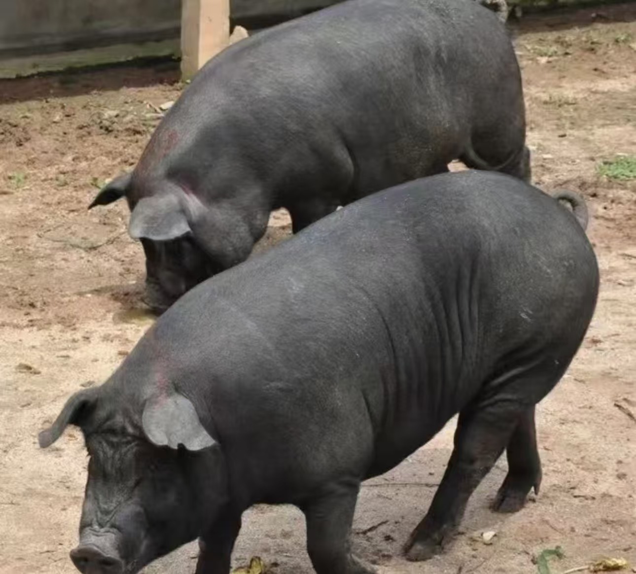 湖南常德跑山黑香猪肉 猪前蹄 正宗跑山黑香猪 猪前蹄 顺丰包邮