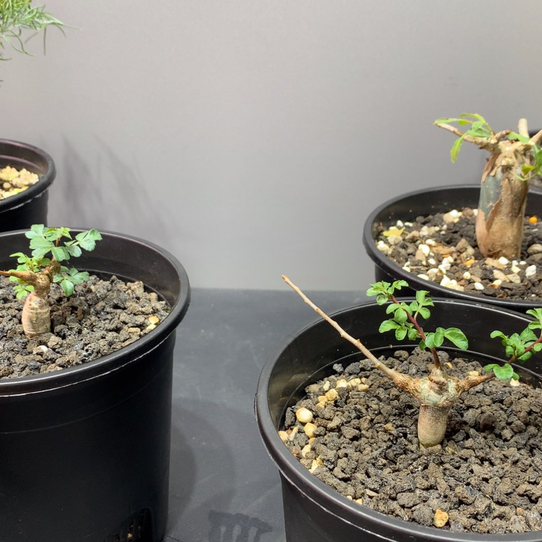 大***咯念珠没药橄榄实生带盆土