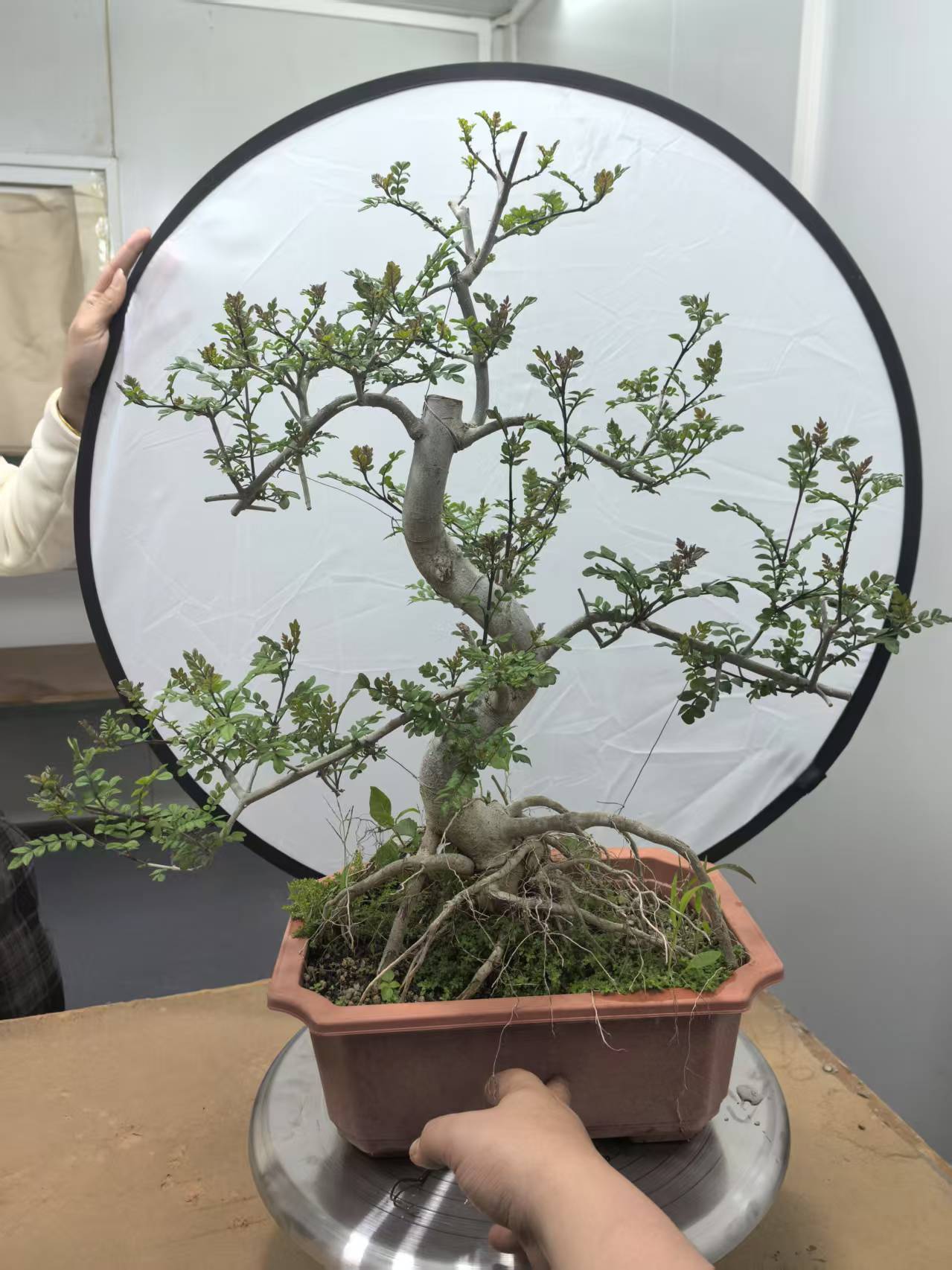 罗汉松创意盆景适合办公室庭院摆放
