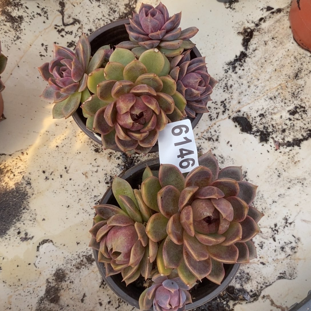 X***～6146巧克力慕斯一物一拍两盆