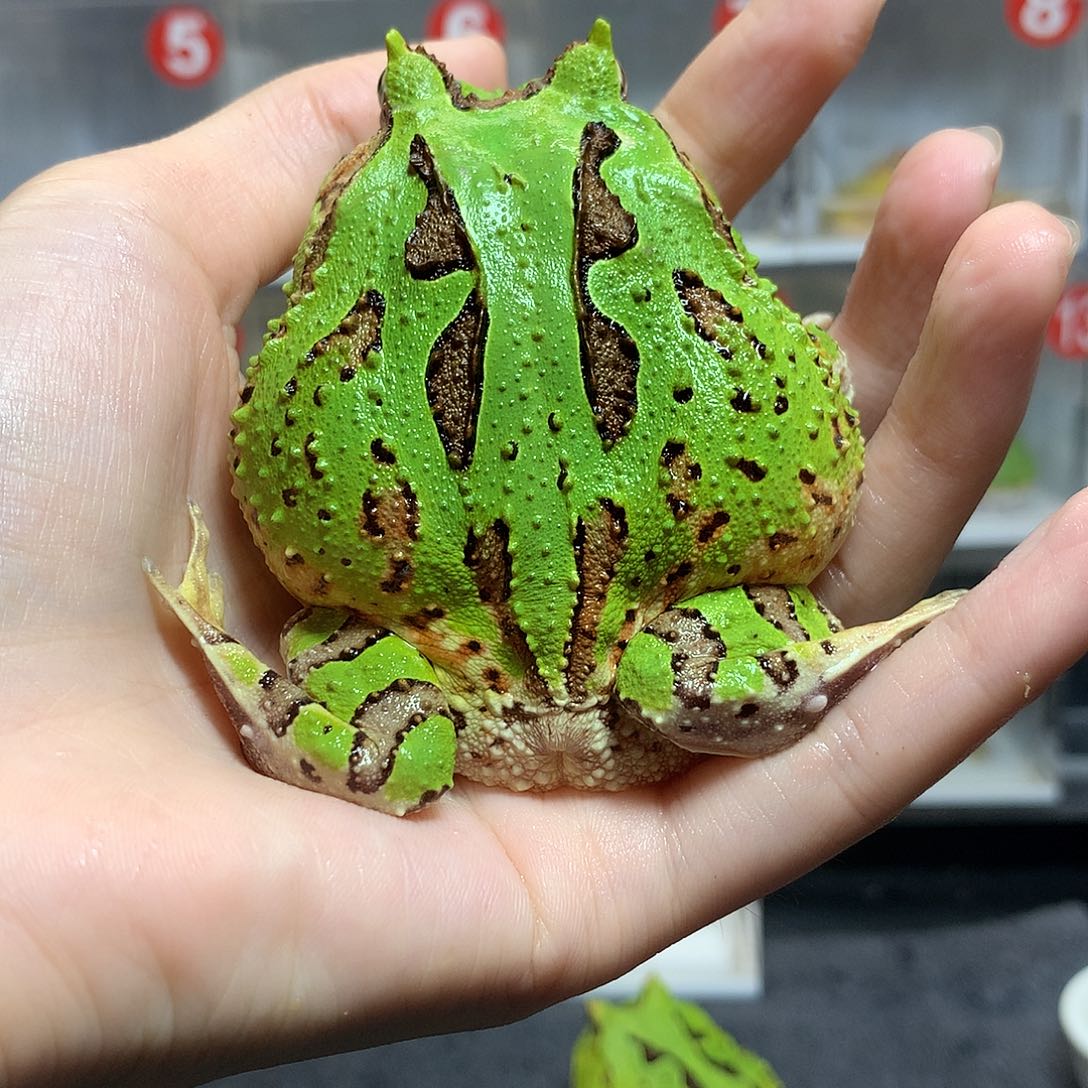 角蛙2428瑕疵大蝴蝶7厘米