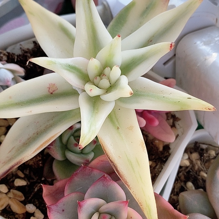 ‘*摇一物一拍一物一拍，