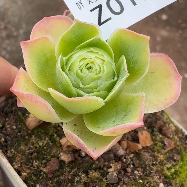 予***এ朱012。 樱龙侧芽。      