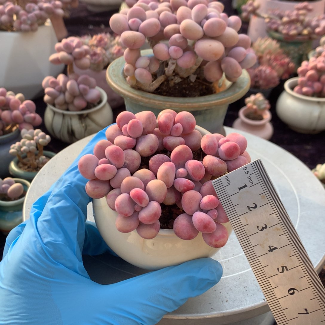 10颗不带盆偏远的不包邮的