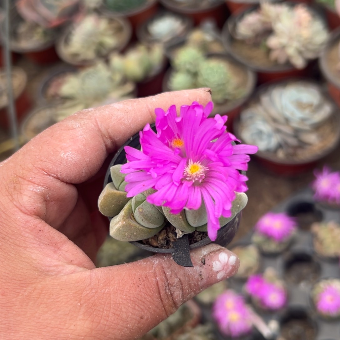 多肉植物多肉植物