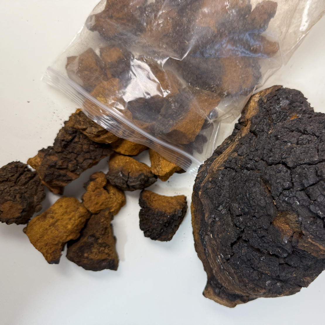 深山桦褐孔菌桦树茸小块