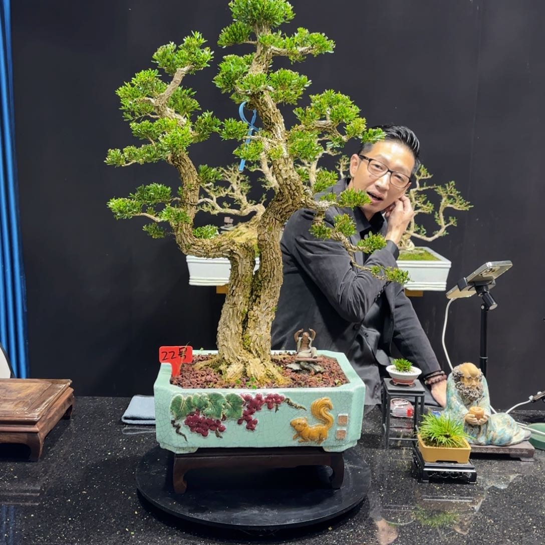 黄杨室内室外盆景艺术