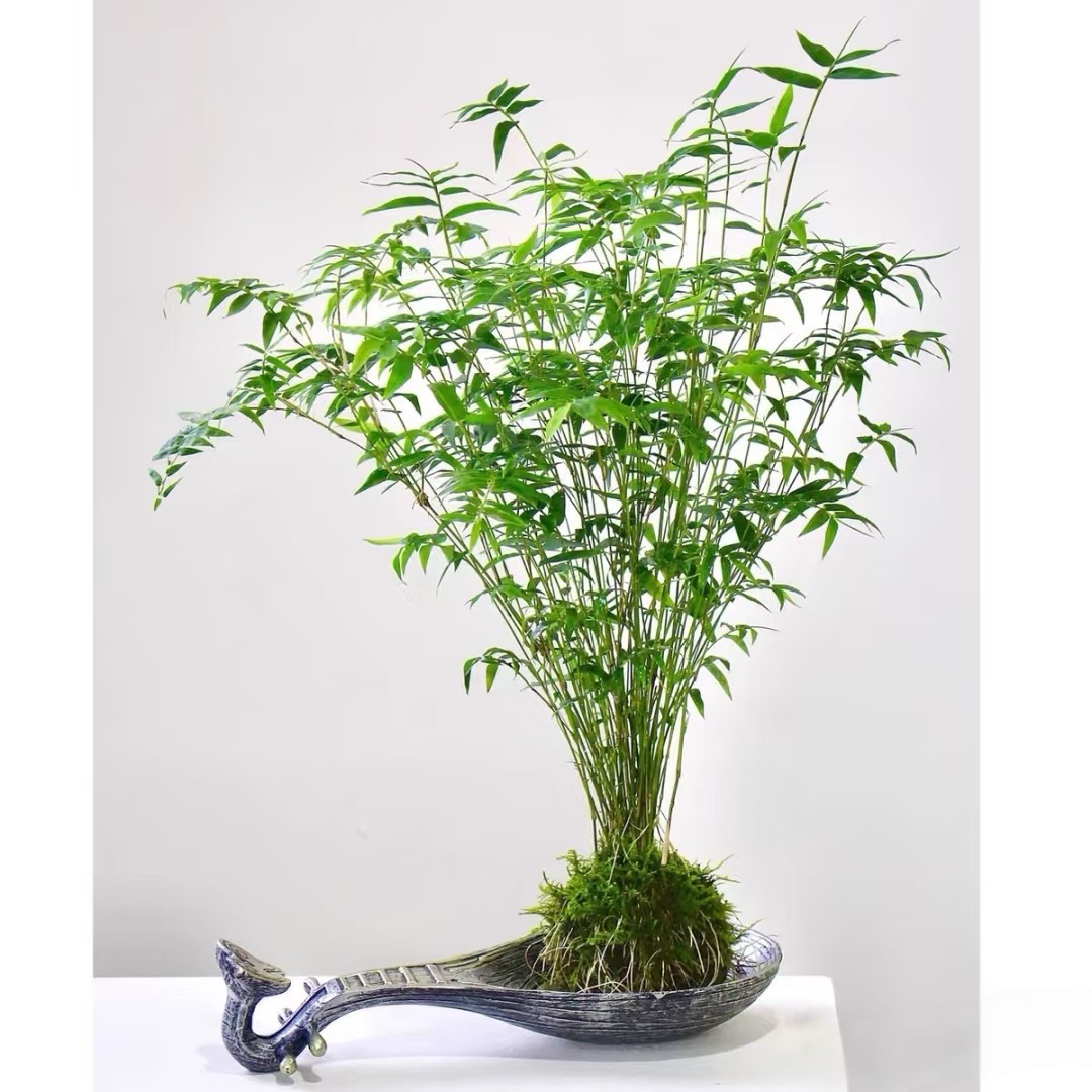 水培米竹绿植盆栽观音竹室内外盆栽适合客厅书房的观赏绿植