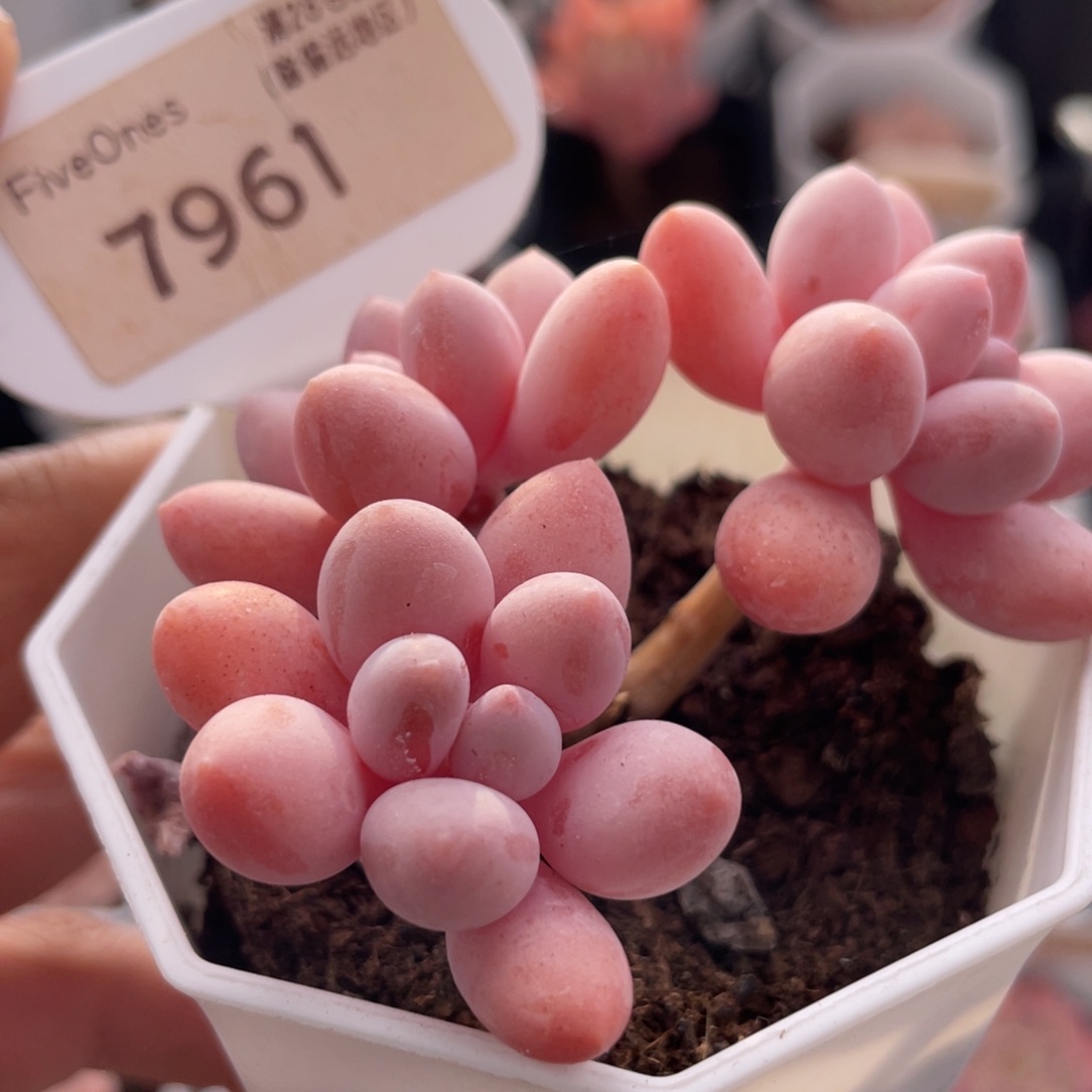 粉色恋人7961-6.0厘米